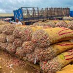 Galmi Onions