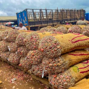 Galmi Onions